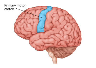 A diagram of a brain with the Primary Motor cortex highlighted